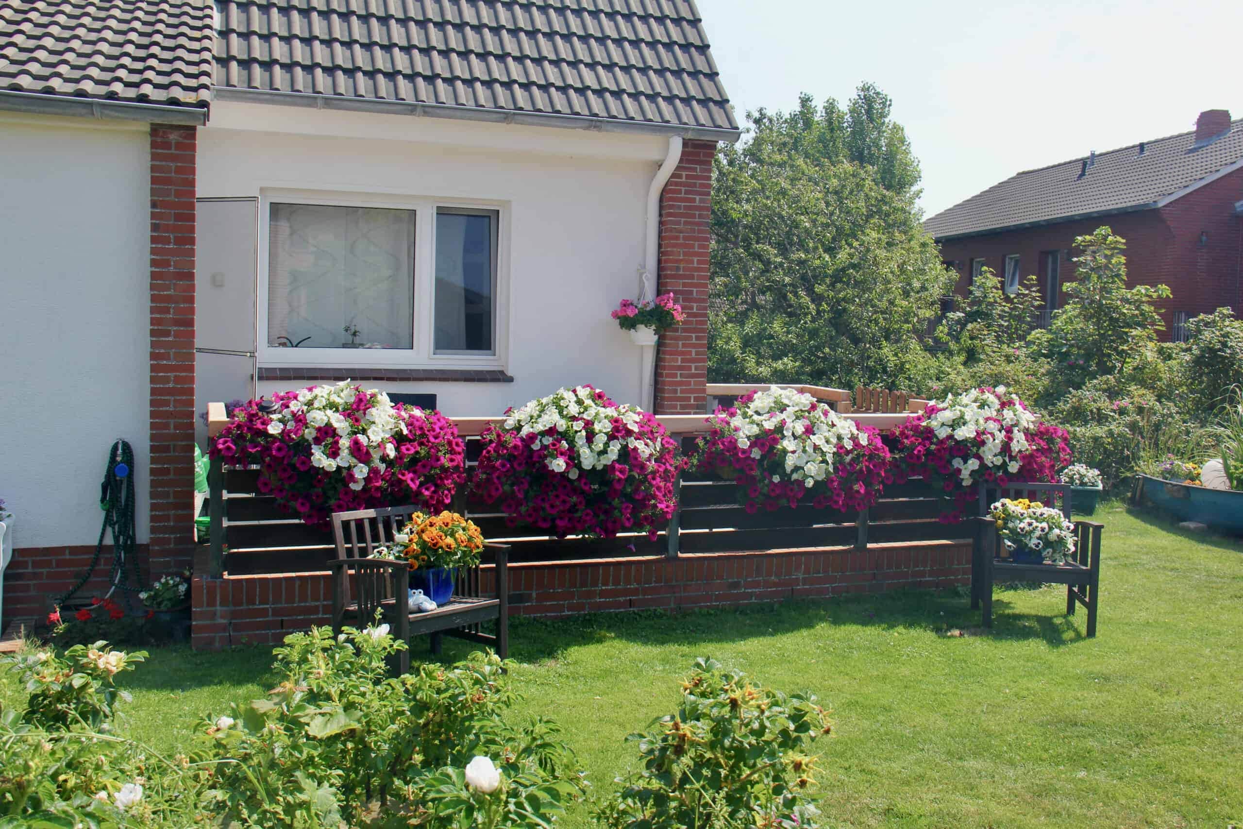 Hausgiebel mit Blumenkästen voller Petunien