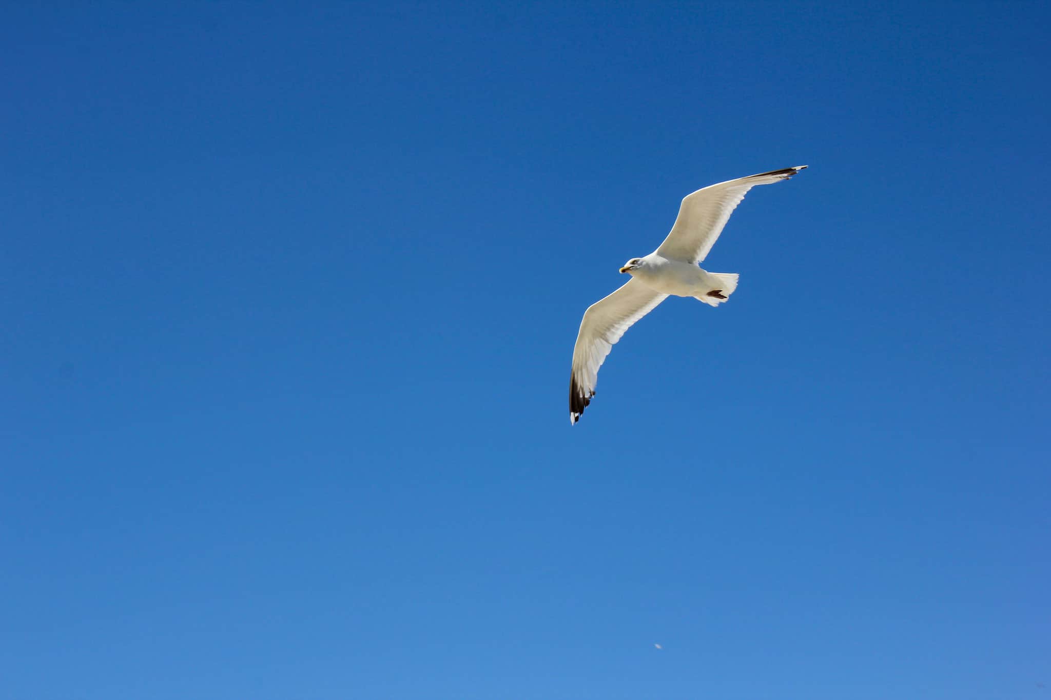 Möwe im Flug über dem Meer