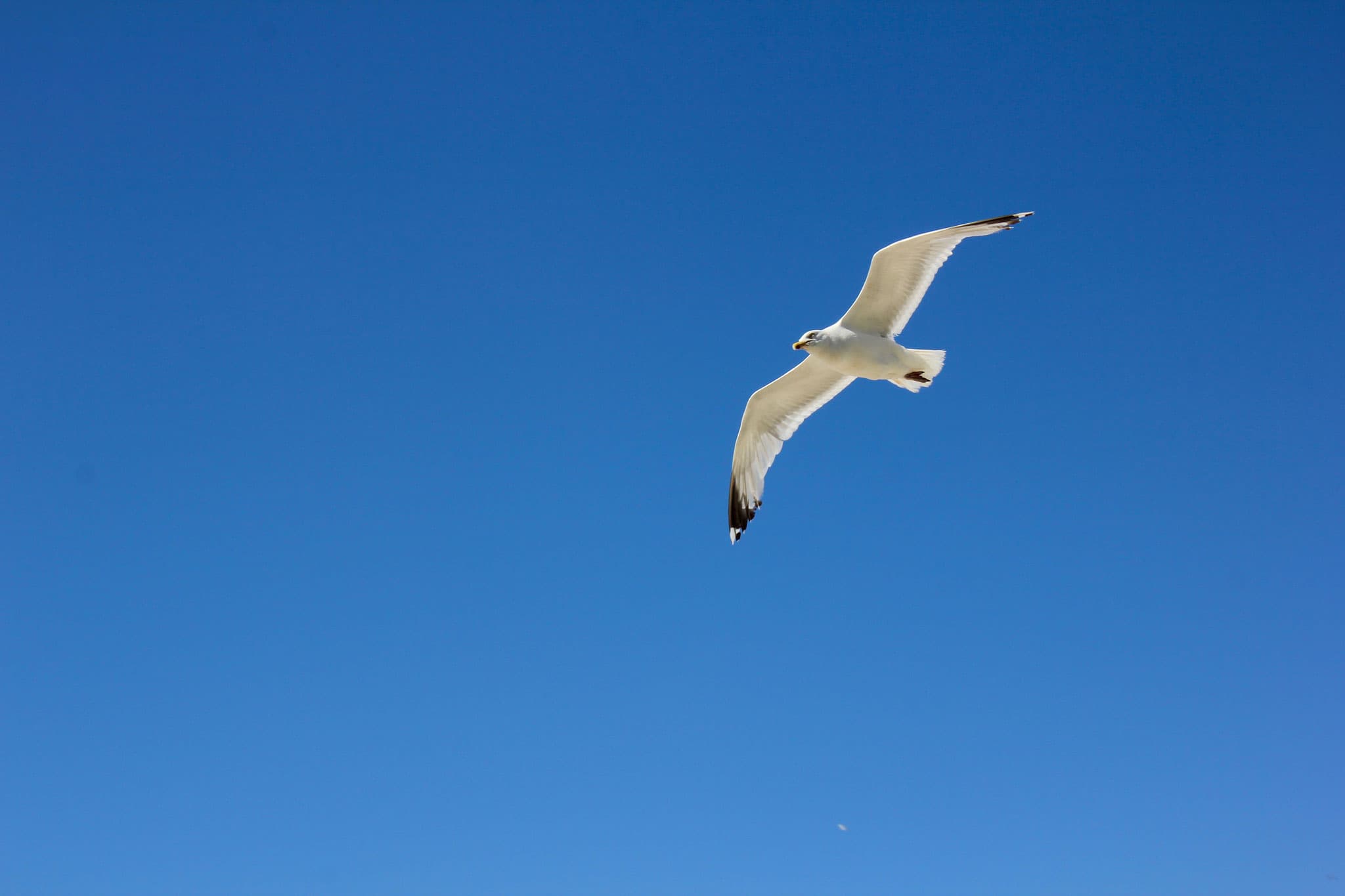 Möwe im Flug über dem Meer